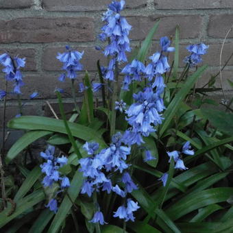 Hyacinthoides hispanica