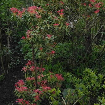 Pieris 'Forest Flame'