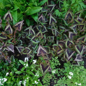 Persicaria microcephala 'Purple Fantasy'