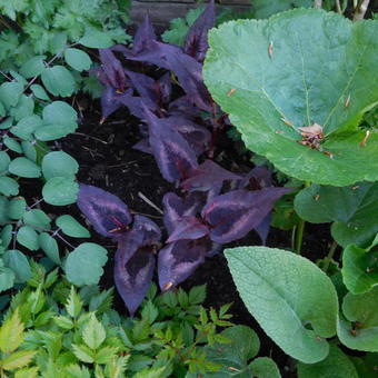 Persicaria microcephala 'Red Dragon'