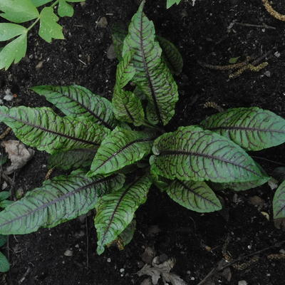 Zurkel, bloedzuring - Rumex sanguineus