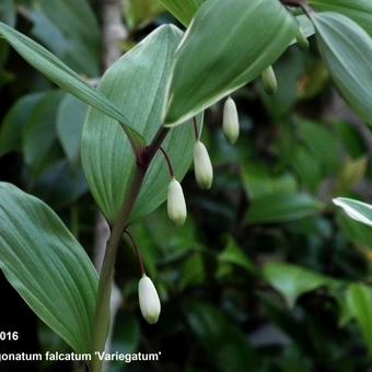 Polygonatum falcatum 'Variegatum'