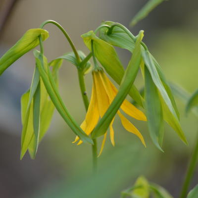 Huigkruid - Uvularia grandiflora