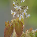 Epimedium stellulatum long leaf form - Elfenbloem