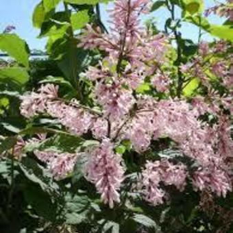 Syringa 'Miss Japan'