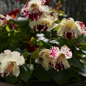 Mimulus 'Magic White Blotch'