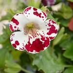 Mimulus 'Magic White Blotch' - Maskerbloem