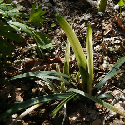 Leliegras - Liriope muscari 'Okina'