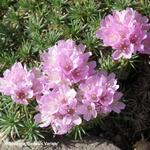 Armeria juniperifolia 'Bevan's Variety' - Engels gras