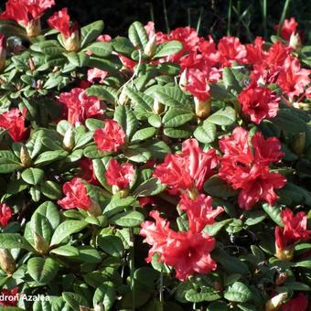 Rhododendron/Azalea