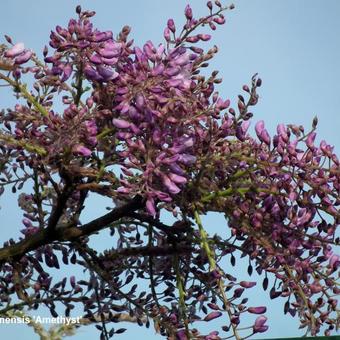 Wisteria sinensis 'Amethyst'