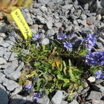 Veronica prostrata 'Blauspiegel'  - Liggende ereprijs