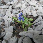 Polygala calcarea 'Bulley's form' - Vleugeltjesbloem