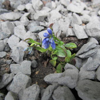 Polygala calcarea 'Bulley's form'