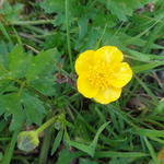 Ranunculus repens - Kruipende boterbloem