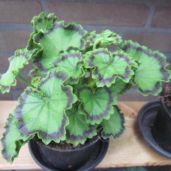 Pelargonium 'Distinction'