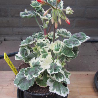 Pelargonium 'Frank Headley'