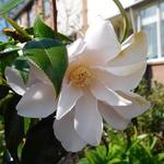 Camellia japonica 'Higo-hagoromo' - Camelia