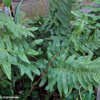 Polypodium virginianum