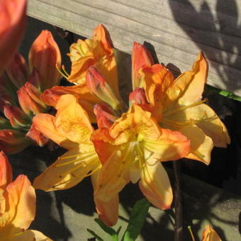 Rhododendron 'Frans van der Bom'