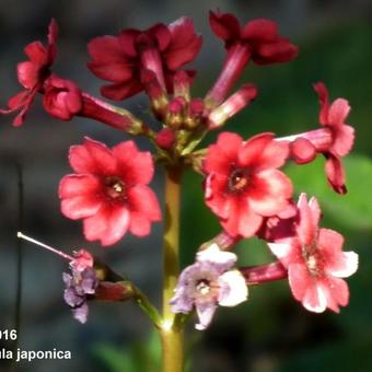 Primula japonica