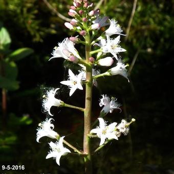 Menyanthes trifoliata