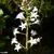 Menyanthes trifoliata