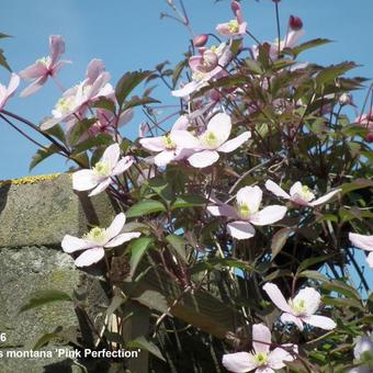 Clematis montana 'Pink Perfection'