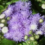 Ageratum - Mexicaantje, leverbalsem, donsbloem