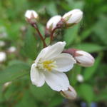 Deutzia lemoinei - Bruidsbloem