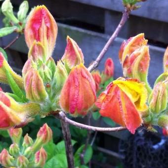 Rhododendron 'Oriental Queen'