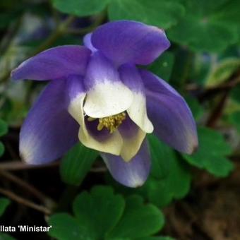 Aquilegia flabellata 'Ministar'