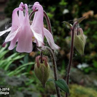 Aquilegia hybride