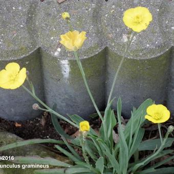 Ranunculus gramineus