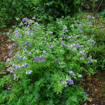 Polemonium caeruleum 'Lambrook Mauve'