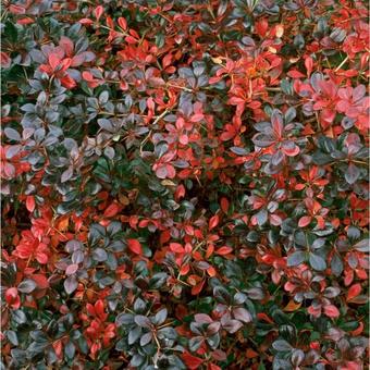 Berberis x media 'Red Jewel'