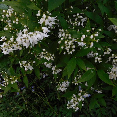 Bruidsbloem - Deutzia scabra 'Plena'