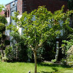 Lagerstroemia indica 'Rosea' - Indische sering