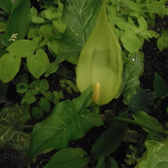 Arum italicum 'Marmoratum'