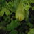 Arum italicum 'Marmoratum'