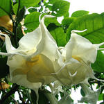 Brugmansia 'Friemersheim' - Engelentrompet