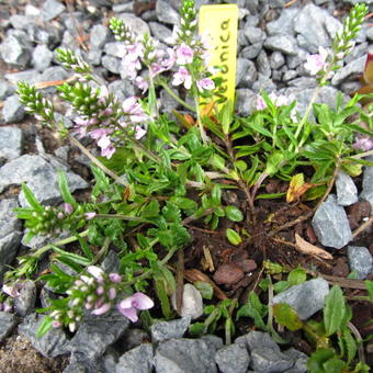 Veronica prostrata 'Mrs. Holt'