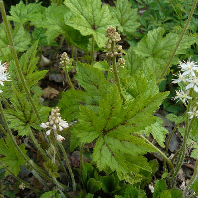 Schuimbloem/Perzische muts - Tiarella cordifolia 'Running Tiger'