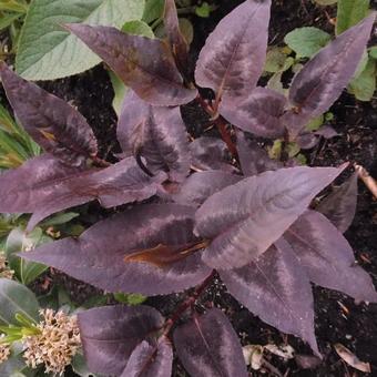 Persicaria microcephala 'Red Dragon'