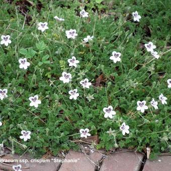 Erodium petraeum ssp. crispum 'Stephanie'