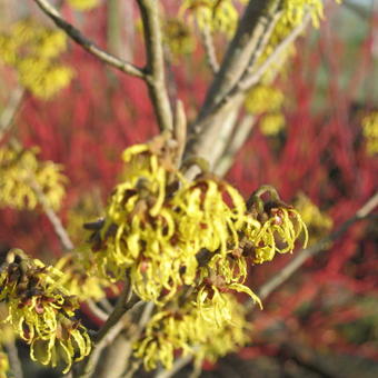 Hamamelis