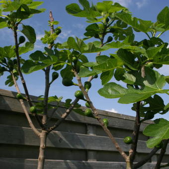 Ficus carica 'Brown Turkey'