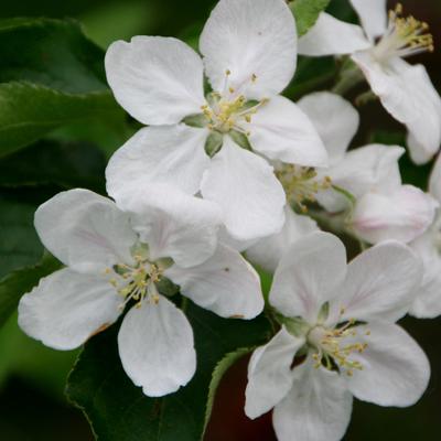 Appel - Malus domestica 'Jonagold'