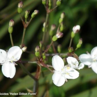 Libertia ixioides 'Helen Dillon Form'