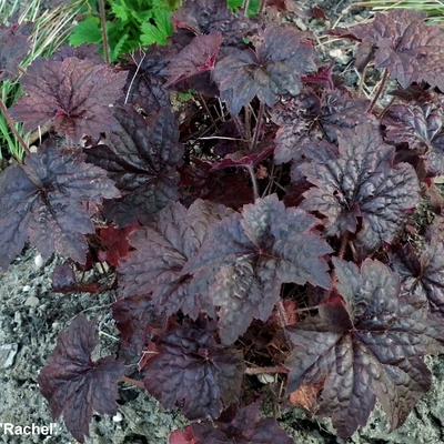 Purperklokje - Heuchera 'Rachel'